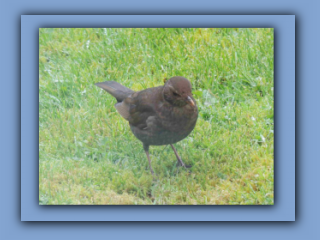 Female Blackbird on my front lawn. 4th April 2024 2_Prv.jpg